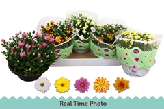 Chrysanth Mix 5 Colours 23Ø 25cm