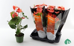 Anthurium Nebraska 17Ø 55cm