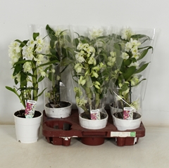 Dendrobium Star Class Apollon 12Ø 45cm 2st