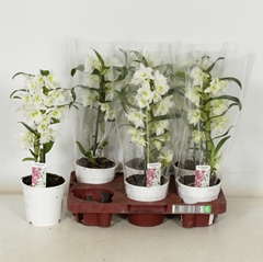 Dendrobium Star Class Apollon 12Ø 40cm 1st