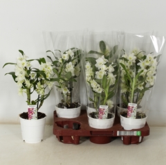 Dendrobium Star Class Apollon 12Ø 35cm 2st