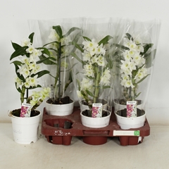 Dendrobium Star Class Apollon 12Ø 40cm 1st