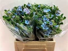 Oxypetalum Tanioka Pure Blue 40cm