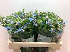 Oxypetalum Tanioka Pure Blue 55cm
