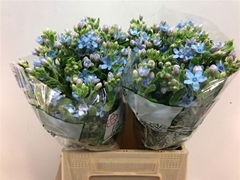 Oxypetalum Tanioka Pure Blue 45cm