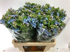 Oxypetalum Tanioka Pure Blue 60cm