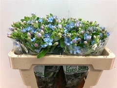Oxypetalum Tanioka Pure Blue 50cm