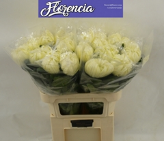 Chrysanth Single Vienna White 80cm 145gr.