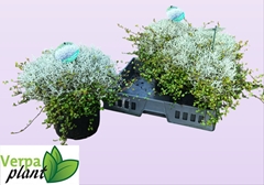 Leucophyta Brownii 23Ø 30cm