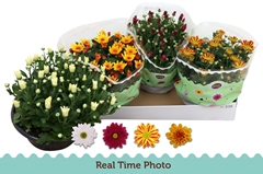 Chrysanth Mix 23Ø 25cm