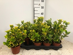 Euonymus Aureus 13Ø 30cm