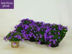 Campanula Porto 11Ø 20cm