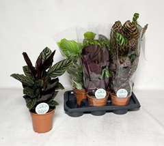 Calathea Mix 17Ø 55cm