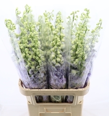 Delphinium Double Dev Lavender Love 100cm