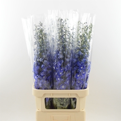 Delphinium Double Dev Navy Blue 100cm