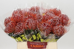 Leucospermum Scarlet Ribbon 40cm