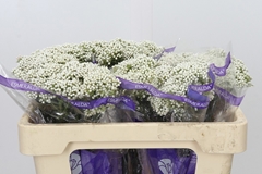 Ozothamnus Cooks Snow White 50cm