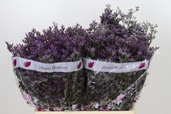 Limonium Shooting Star 60cm 25gr.