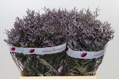 Limonium Safora Lilac 60cm 25gr.