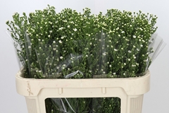 Aster Paquita 70cm 20gr.