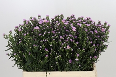 Aster Painted Lady 60cm 20gr.