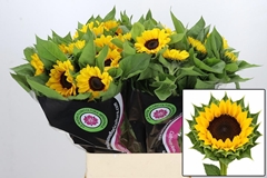 Helianthus Vincent's Choice 90cm