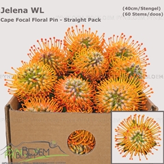 Leucospermum Jelena 40cm