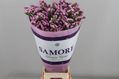 Limonium Sinuatum Rosella Sun Birds 80cm 60gr.