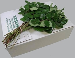 Gaultheria Shallon Salal Per Bunch 45cm