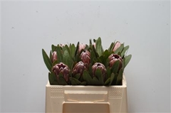 Protea Pink Ice 30cm