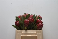 Protea Lancelot 30cm