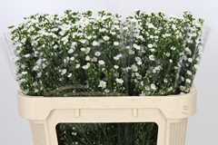 Aster Paquita 70cm 30gr.