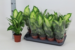 Dieffenbachia Camilla 12Ø 40cm