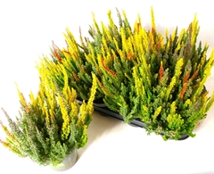 Calluna Skyline Trio Mix 13Ø 30cm