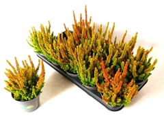 Calluna Vulgaris Skyline Las Vegas 12Ø 30cm