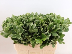 Pittosporum Tobira Ilan 55cm