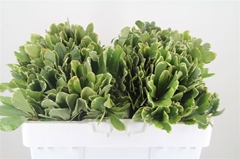 Pittosporum Tobira Ilan 35cm