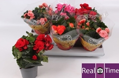 Begonia Double Mix 13Ø 28cm