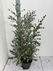 Eucalyptus Urnigera 23Ø 100cm