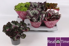 Begonia Leaf Beleaf Mix 13Ø 25cm