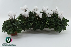 Cyclamen Super Serie Allure 10Ø 20cm