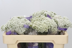 Ozothamnus Cooks Snow White 50cm