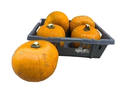 Cucurbita Maxima Halloween 18cm
