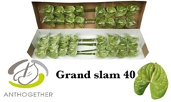 Anthurium Grand Slam 11cm Hd