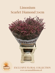 Limonium Sinense Scarlet Diamond 70cm 35gr.