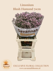 Limonium Sinense Blush Diamond 70cm 35gr.