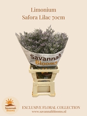 Limonium Safora Lilac 70cm 35gr.