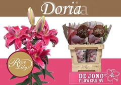 Lily Oriental Double Roselily Donna 85cm 5+