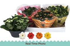 Kalanchoe Double Mix 23Ø 27cm