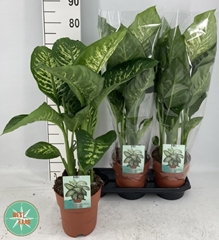 Dieffenbachia Tropic Snow 19Ø 85cm